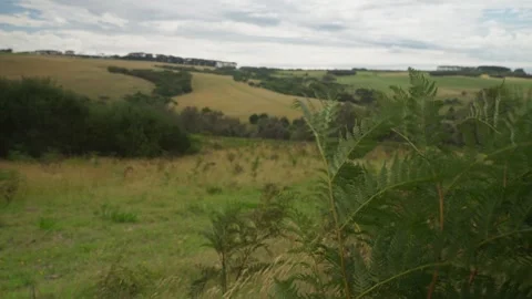 Ferns blowing in the wind on hillside Stock Footage 295079946