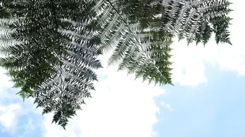 Ferns blowing in the wind on a sunny day. 動画素材 93924853