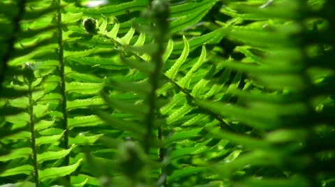 Ferns in breeze - HD  스톡 동영상 436251