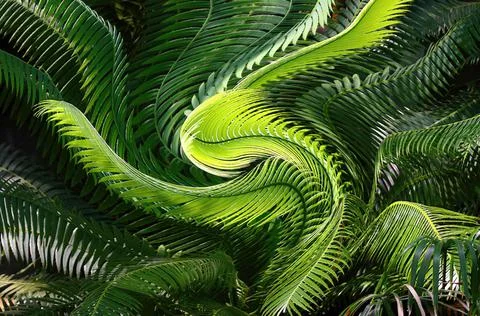Ferns, brightly lit Stock Photos