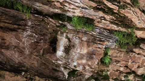 Ferns caustics Stock Footage 308490588