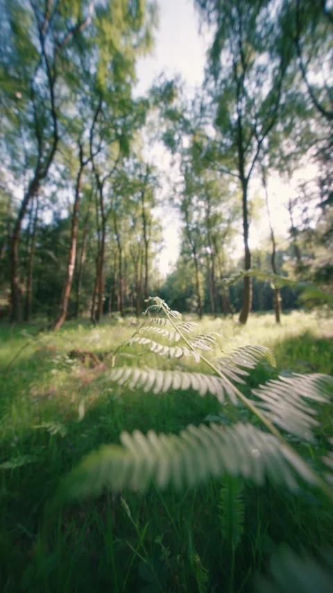 Ferns In The Clearing Stock Footage 345042012