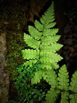 Ferns cling Stock Photos
