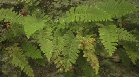 Ferns clinging to a rock Stock Footage 1009492