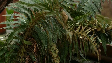 Ferns Close Up Stock Footage 46196988