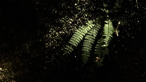 Ferns close up on rock in the jungle Stock Footage 279950538