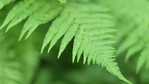 Ferns close up with shallow focus Stock Footage 74629409