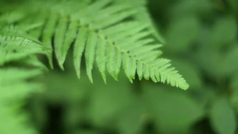 Ferns close up with shallow focus Stock Footage 74629963