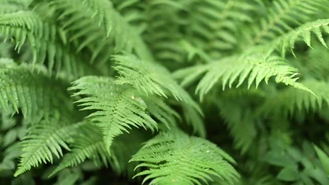 Ferns close up with shallow focus Stock Footage 74630091