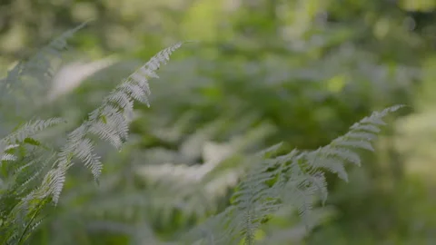 Ferns Close-up in the Tuscan forest illuminated by sunlight 스톡 동영상 293709390