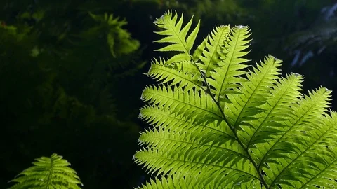 Ferns of closeup with dark background. Stock Footage 73333466