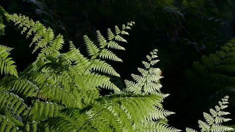 Ferns of closeup with dark background. Stock Footage 73335069