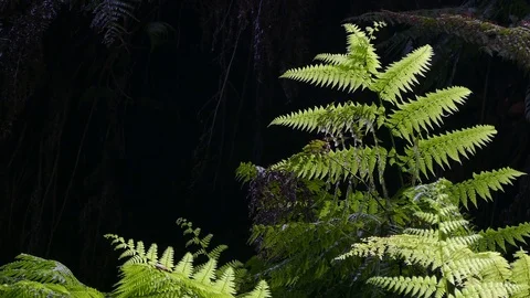 Ferns of closeup with dark background. Stock Footage 73335713