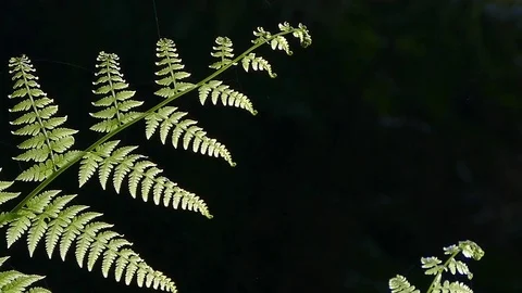 Ferns of closeup with dark background. Stock Footage 73336584