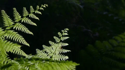 Ferns of closeup with dark background. Stock Footage 73336854
