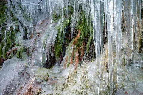 Ferns covered in a thick layer of ice Stock Photos