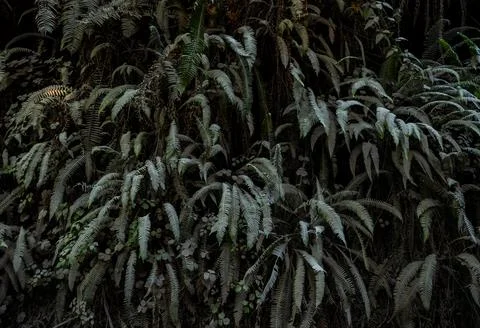 Ferns Covered In A Thin Layer Of Gravel Road Dust In Redwood Stock Photos
