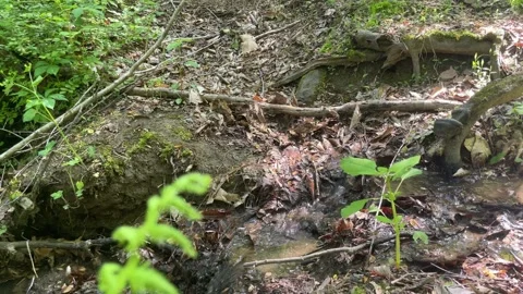 Ferns by creek; Stock Footage 241524260