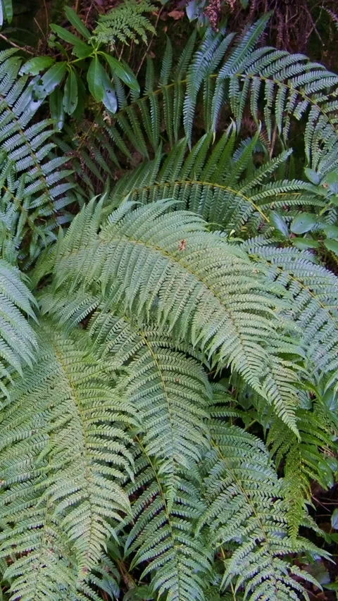 Ferns with delicate leaves thrive in the wild. Vertical video. Video stock 263242337