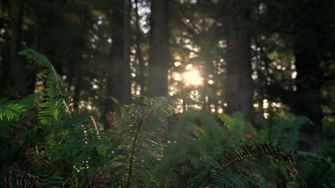 Ferns In Dense Tree Forest Backlit Sunlight During Summer. Close Up, Static Stock Footage 150767671