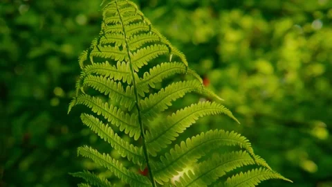 Fern's detailed leaf glows gently in dappled light Stock Footage 335812617