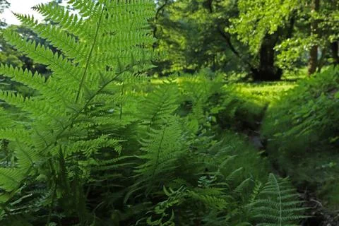 Ferns on the edge of a meadow Stock Photos