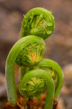 Ferns emerging in spring 2 Stock Photos