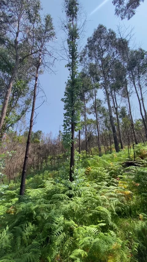 Ferns in eucalyptus forest under bright blue sky 🌿🌳 Stock Footage 310915830
