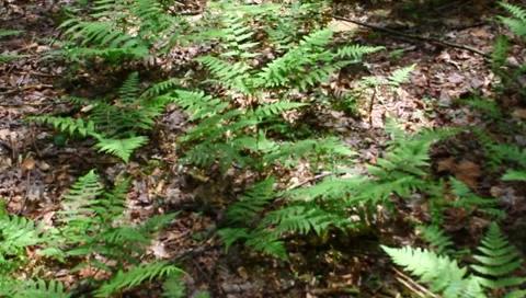 Ferns Stock Footage 4886220