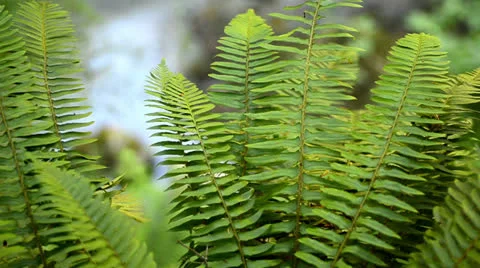 Ferns Video stock 25913402