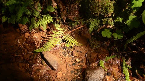 Ferns Video stock 25913404
