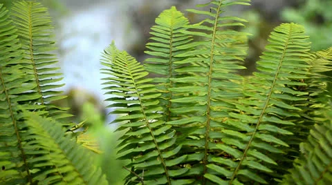 Ferns Video stock 25913406
