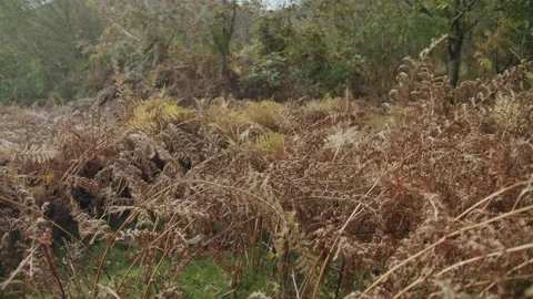 Ferns Stock Footage 203903221