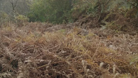 Ferns Stock Footage 203904167