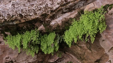 Ferns  Stock Footage 308490501