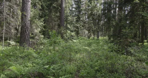 Ferns in the forest, 4K slomo Stock Footage 244330261