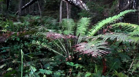 Ferns forest birch move Stock Footage 21844103