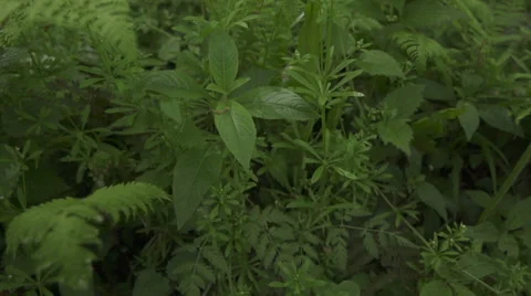 Ferns Forest Europe Stock Footage 60256786