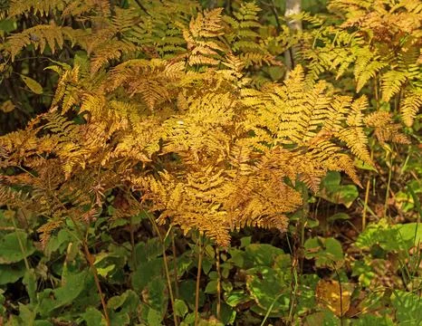 Ferns in the Forest in the Fall Photos