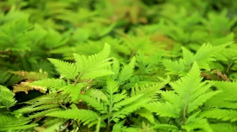 Ferns on forest floor Stock Footage 21830432