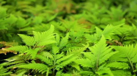 Ferns on forest floor Stock Footage 21830620