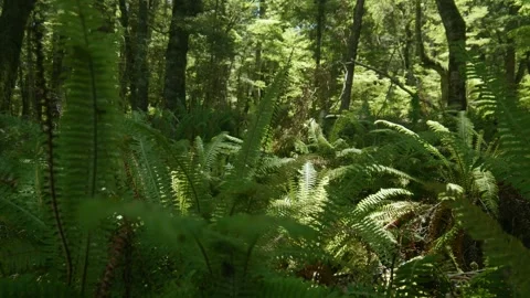 Ferns on forest floor Stock Footage 260367564