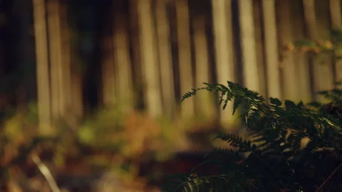 Ferns on the forest floor Stock Footage 278790235