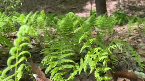 Ferns on the forest floor sway in the forest wind Stock Footage 239491657