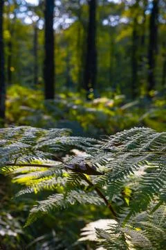 Ferns in the forest in focus. Forest view with ferns and trees Stock Photos