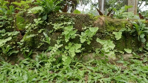 Ferns in the forest Stock Footage 76521729