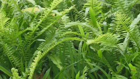 Ferns in the forest Stock Footage 76524227