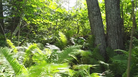 Ferns in the forest Vídeo Stock 130880079