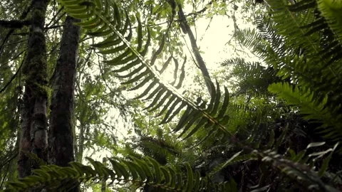 Ferns Forest Stock Footage 286400374