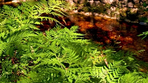 Ferns in a forest Stock Footage 345637425